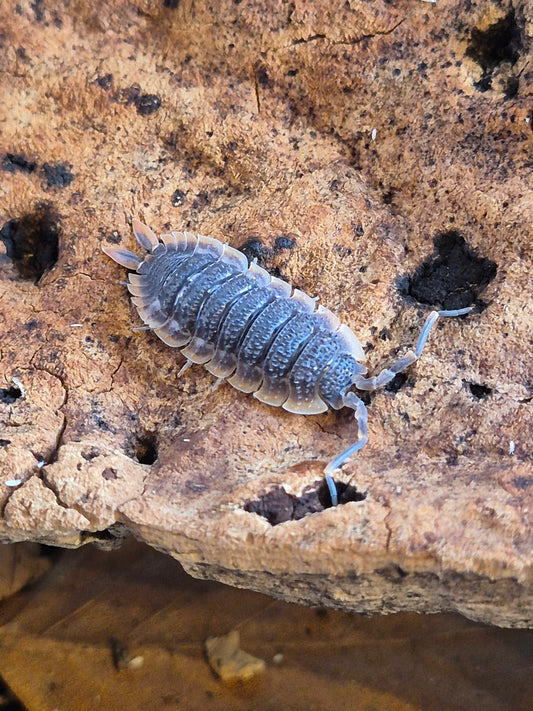 Porcellio Echinatus "Red Edge" Isopods - The Bug Room