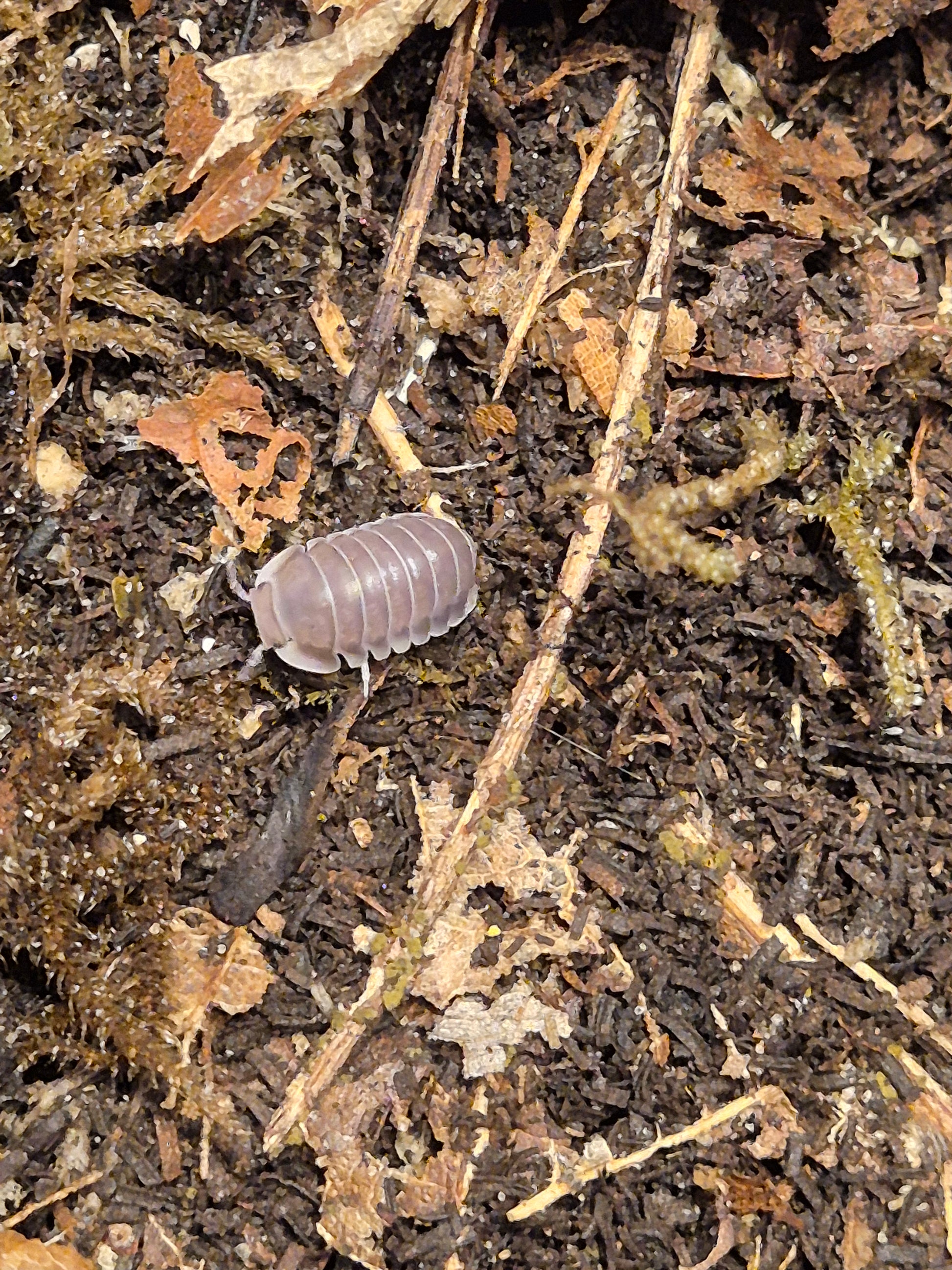 Cubaris sp "White Side / Penguin" Isopods - The Bug Room