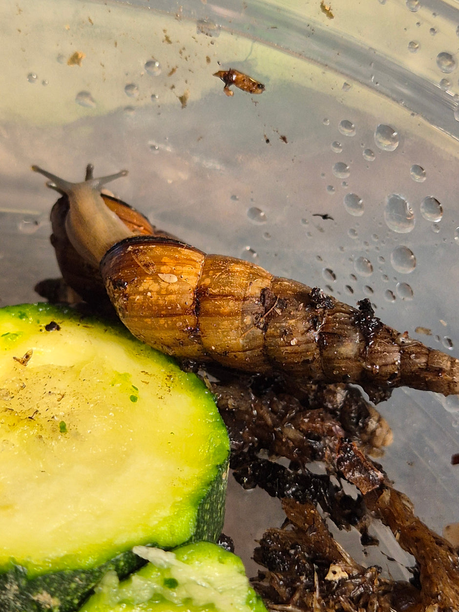 View of Live Snails For Sale | The Bug Room