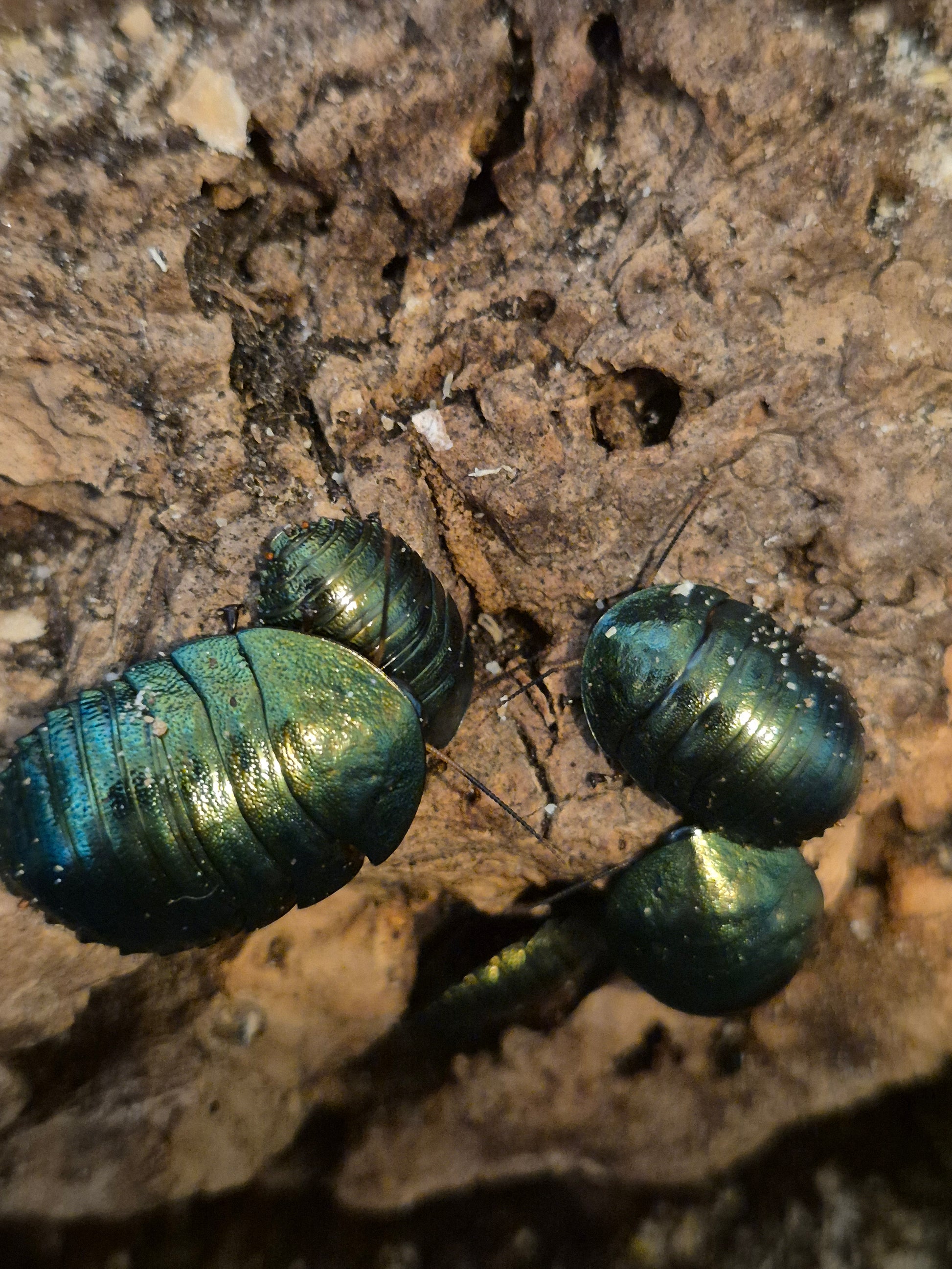 Pseudoglomeris magnifica (Emerald Cockroach) - The Bug Room