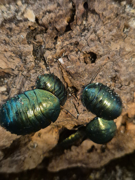 Pseudoglomeris magnifica (Emerald Cockroach)