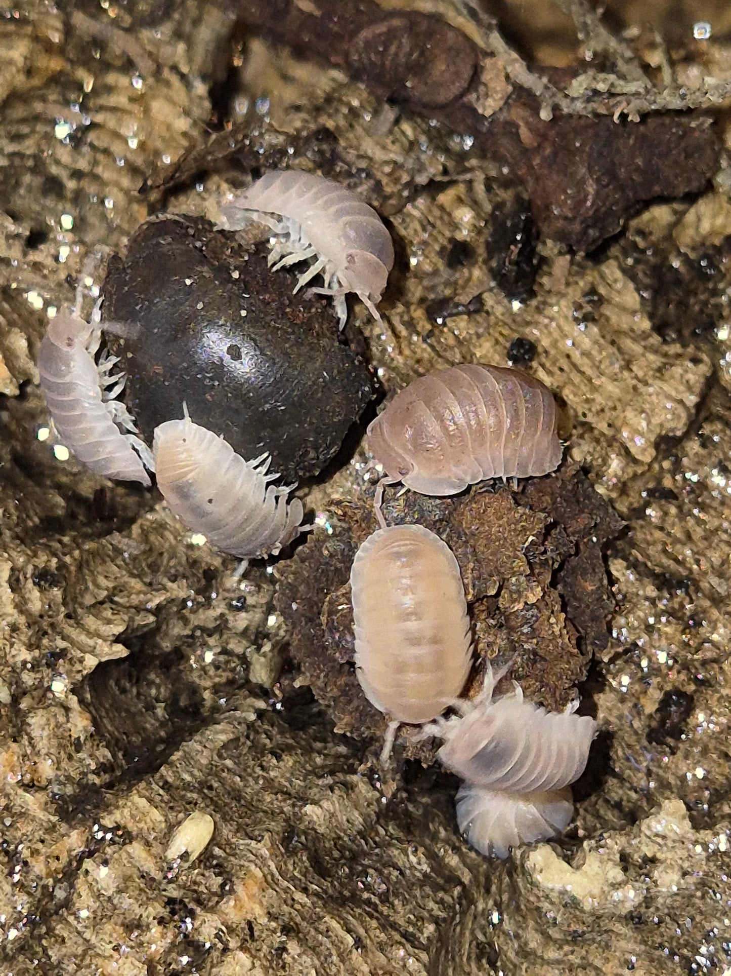 Cubaris Murina "Papaya" Isopods