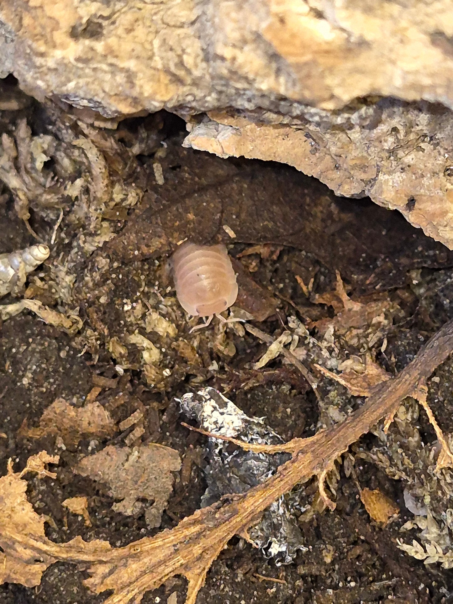 Cubaris Murina "Papaya" Isopods