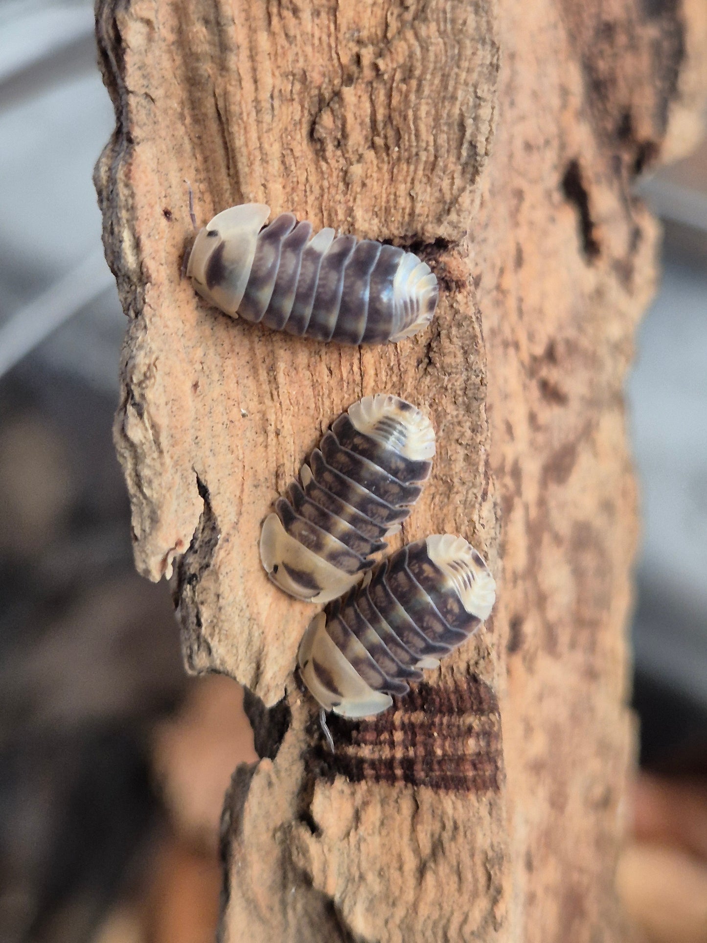 Cubaris White Ducky Isopods