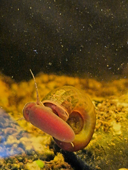 Ramshorn Snail (Planorbella duryi) - The Bug Room