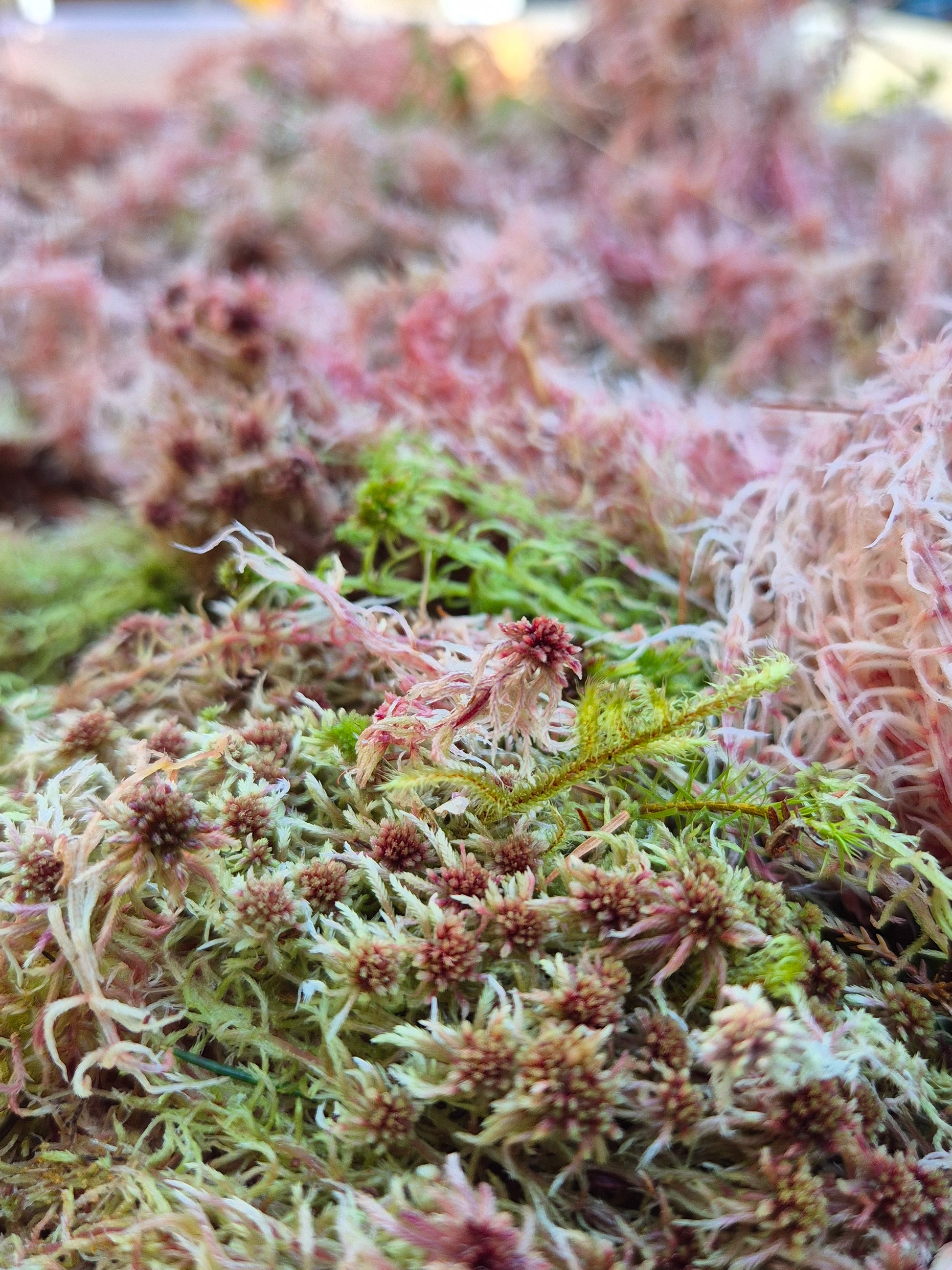 Live Sphagnum Moss - The Bug Room