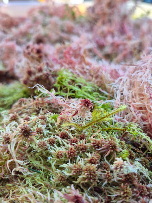 Live Sphagnum Moss - The Bug Room