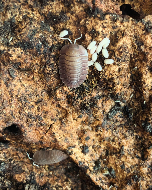 Troglodillo sp. Soil isopods