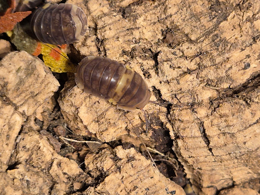 Cubaris sp R13 Ducky Isopods