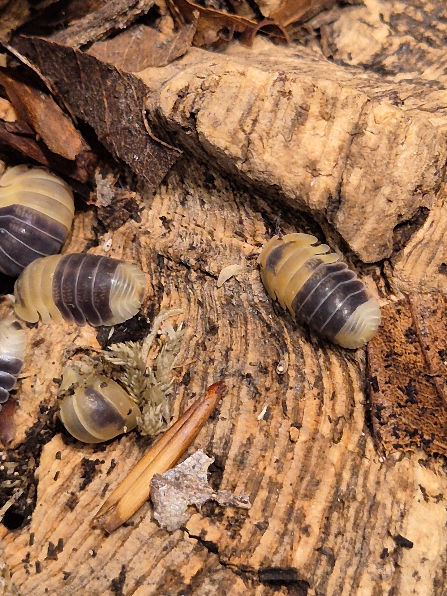 Cubaris sp "Bumblebee" Isopods