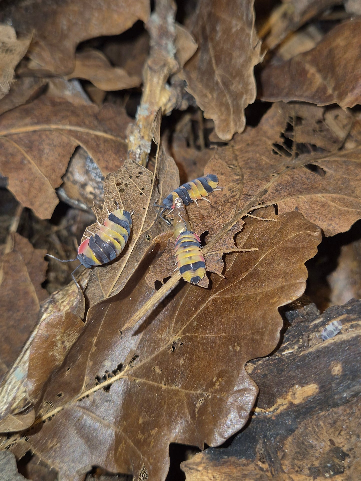 Merulanella sp. "Tricolour" Isopods - The Bug Room