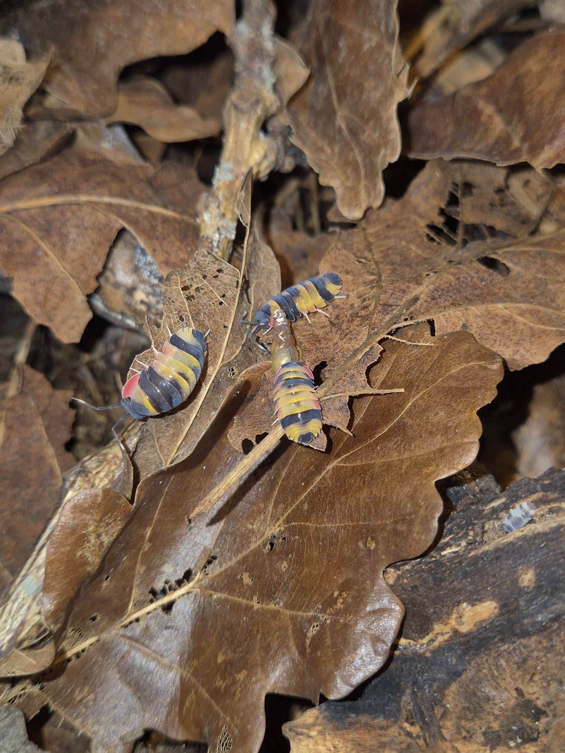 Merulanella sp. "Tricolour" Isopods - The Bug Room