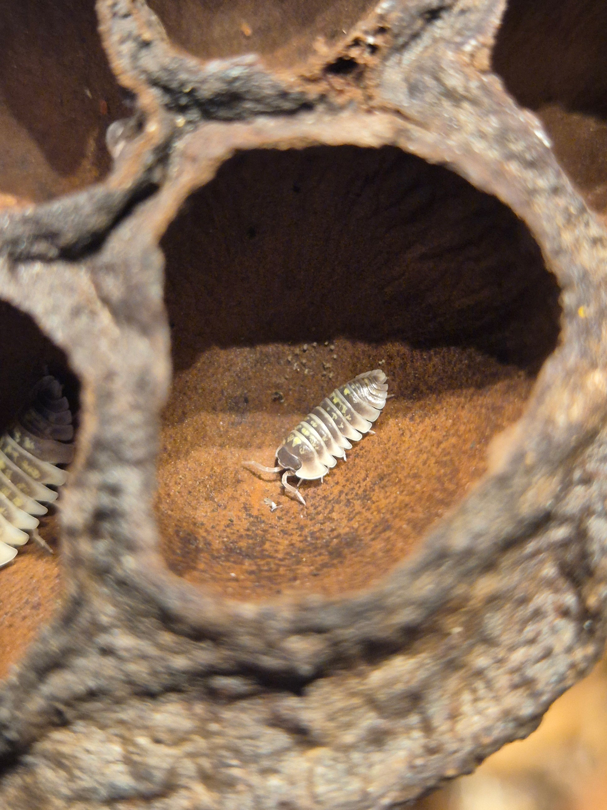 Armadillidium Ruffoi - The Bug Room