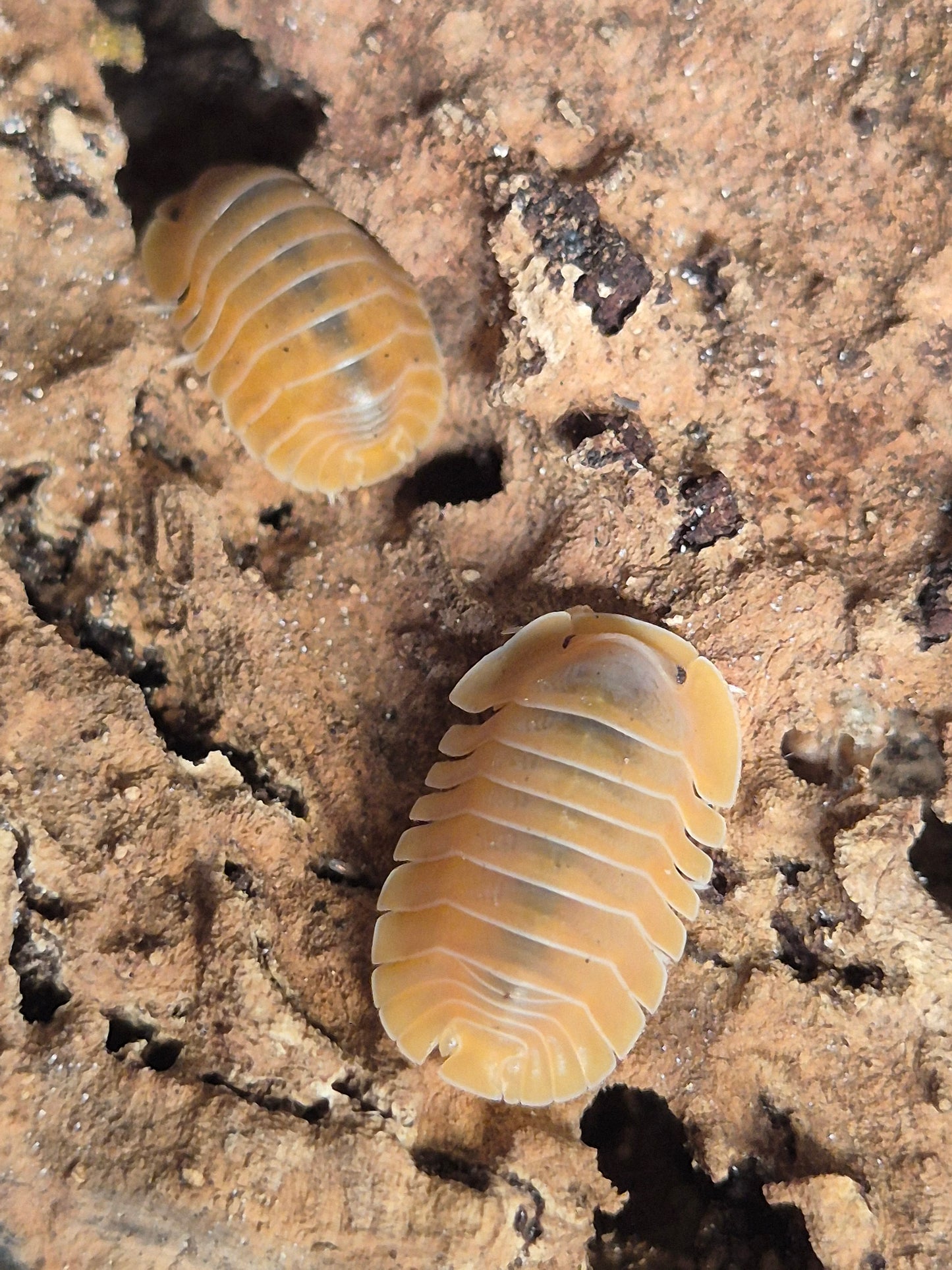 Cubaris Crabby Isopods