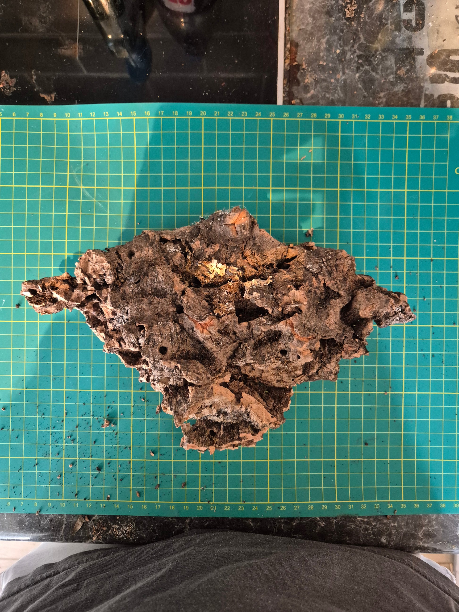 Cork Bark - The Bug Room