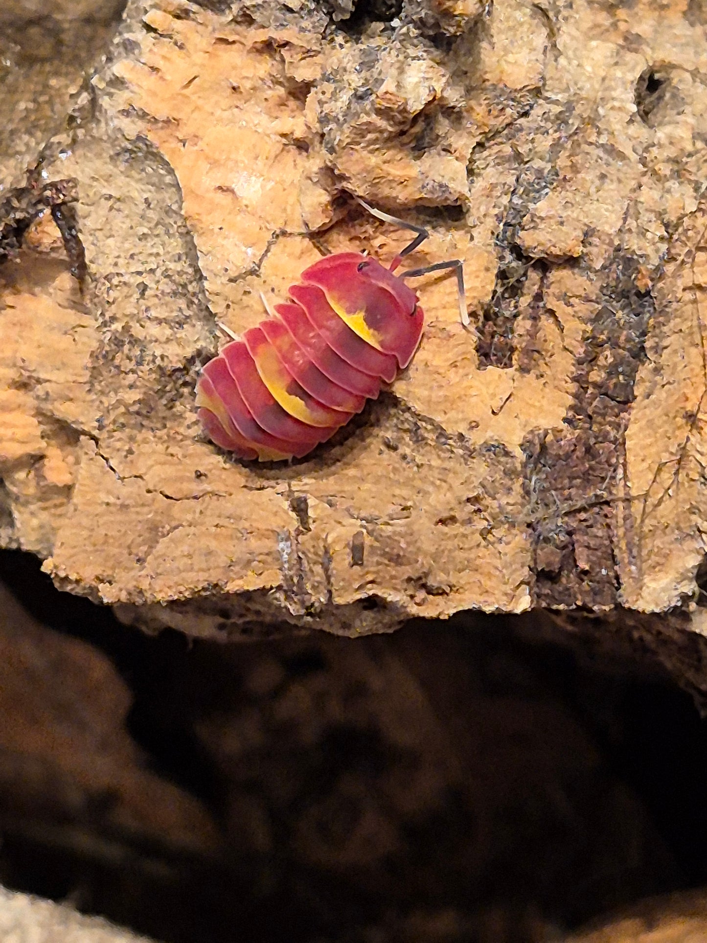 Merulanella sp. "Scarlet" Isopods