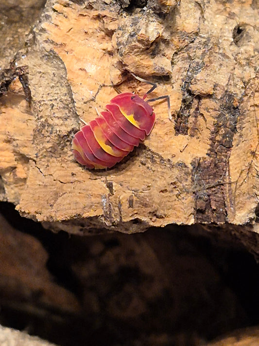 Merulanella sp. "Scarlet" Isopods