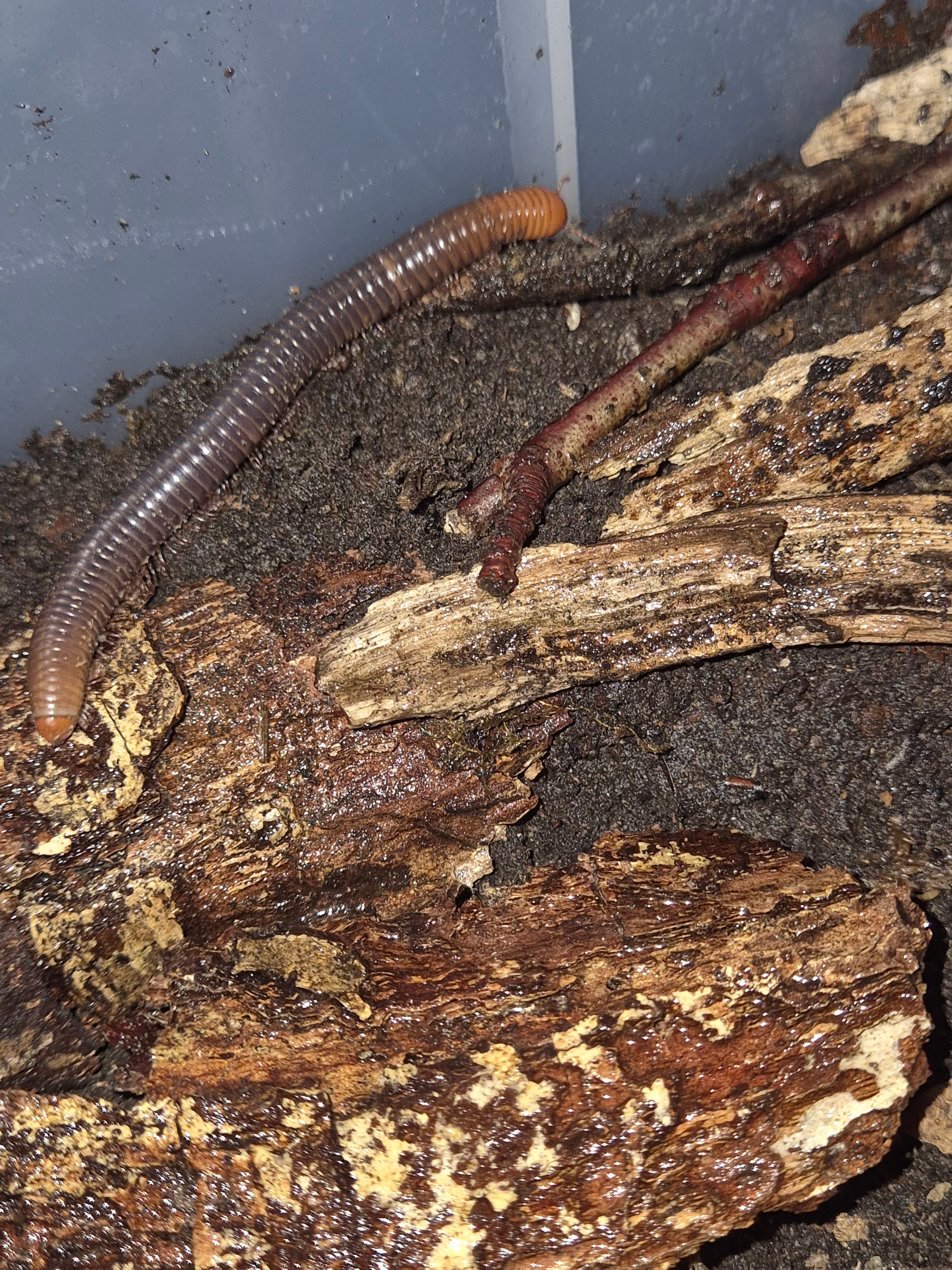 Analocostreptus servatius (Firehead Millipedes) - The Bug Room