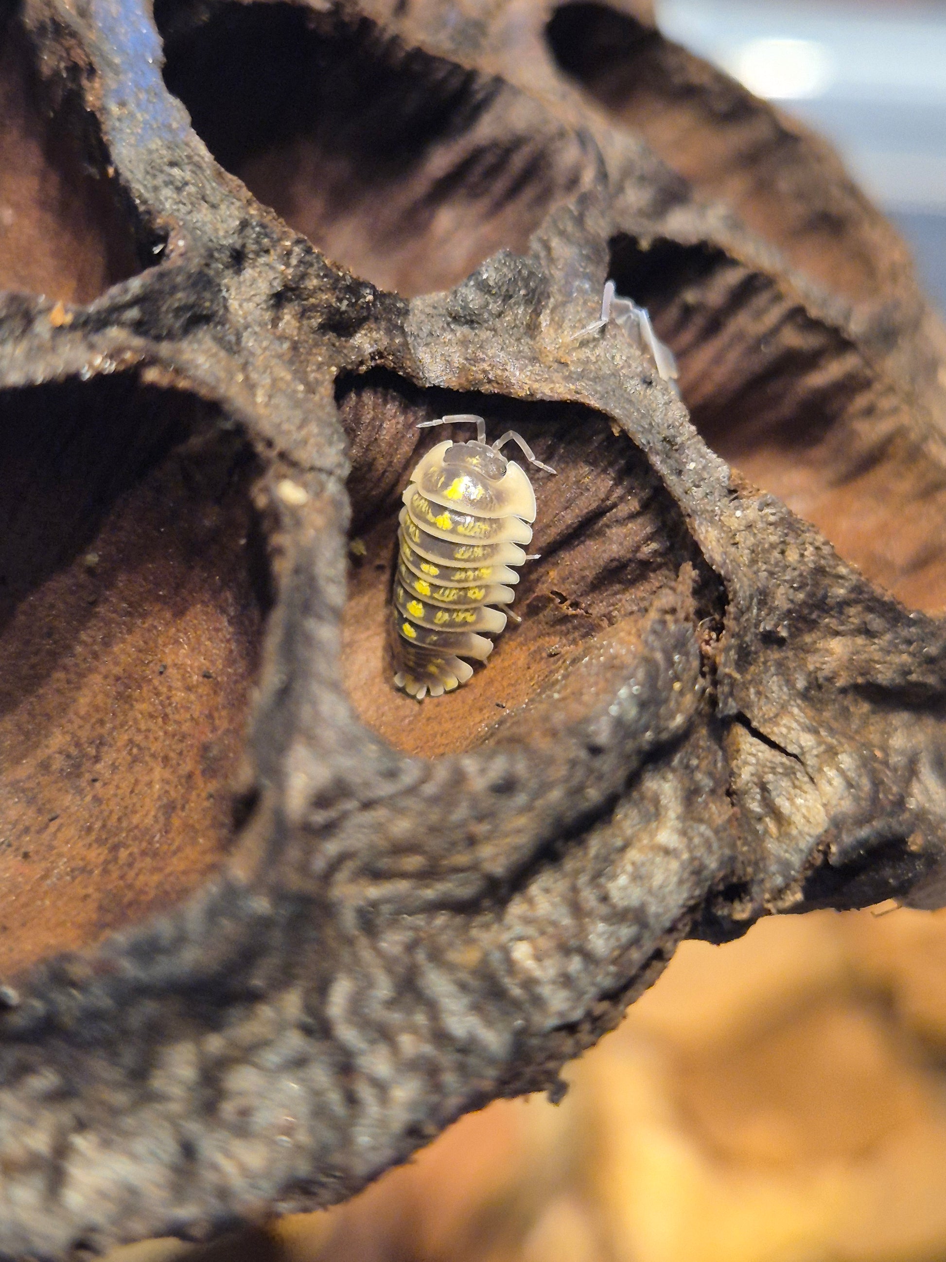 Armadillidium Ruffoi - The Bug Room