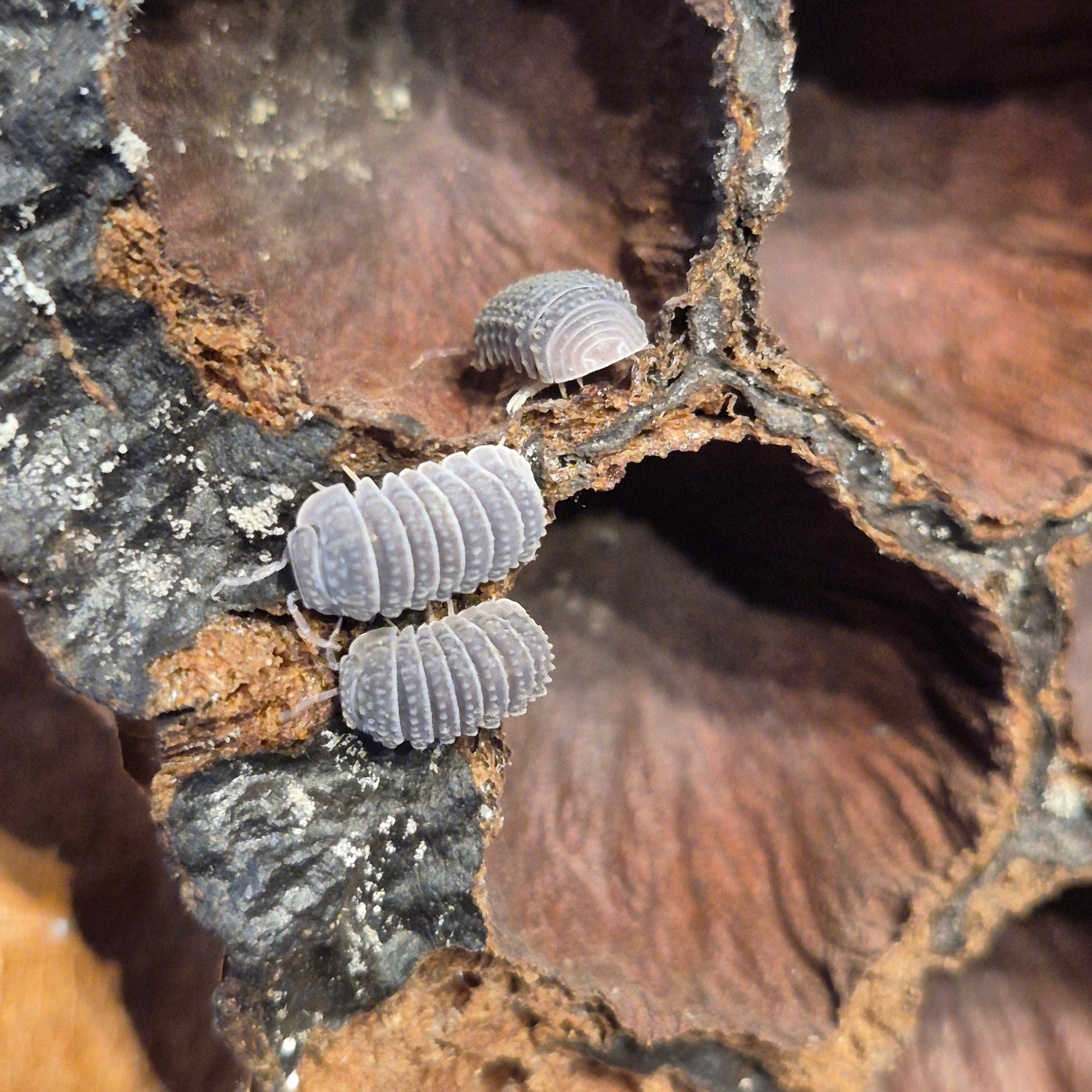 Armadillo Tubercalatus - The Bug Room