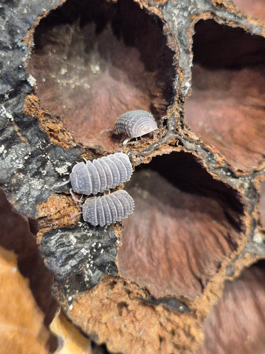 Armadillo Tubercalatus - The Bug Room