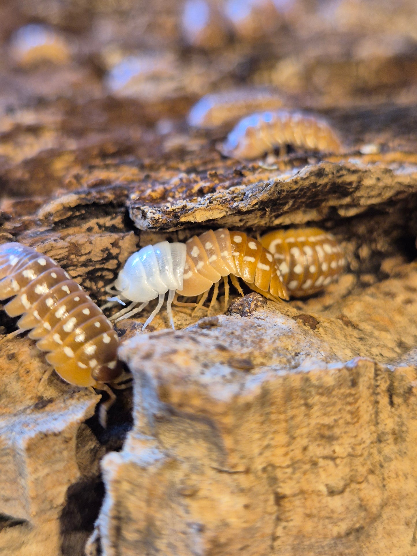 Armadillidium Werneri "Orange" Isopods