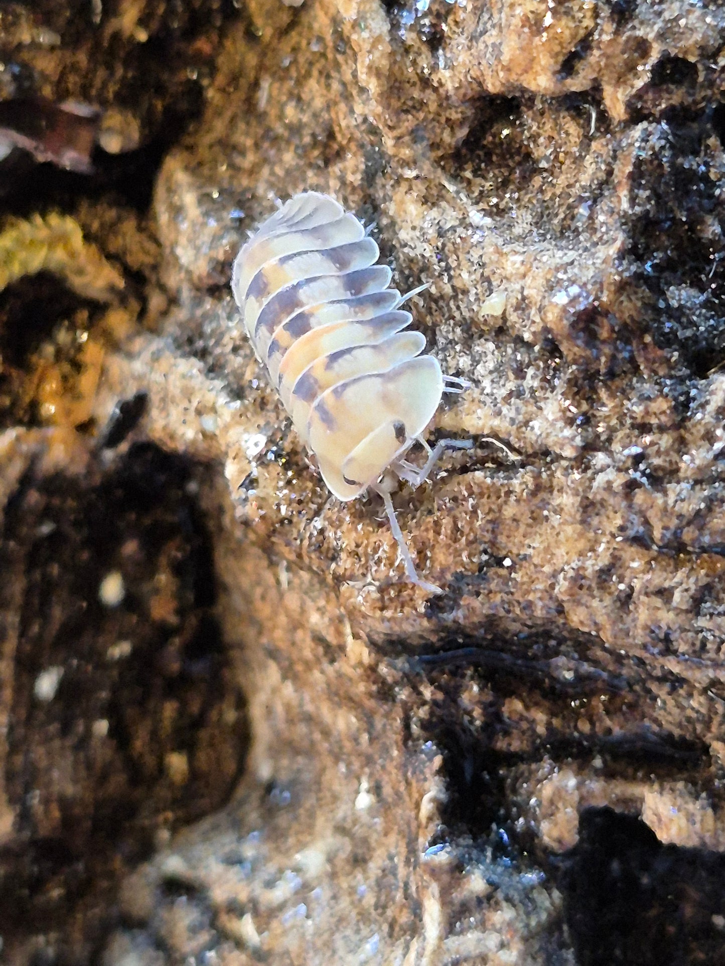 Cubaris Opal Isopods
