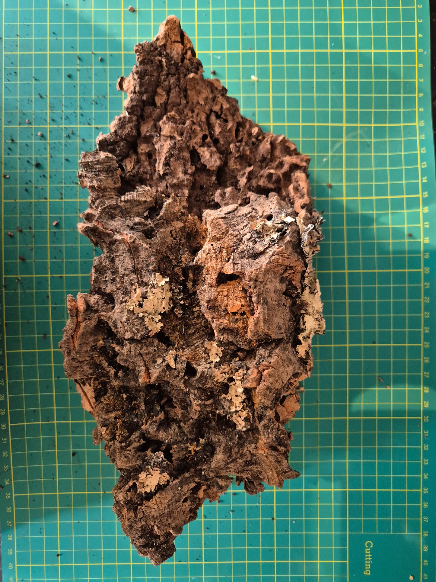 Cork Bark - The Bug Room