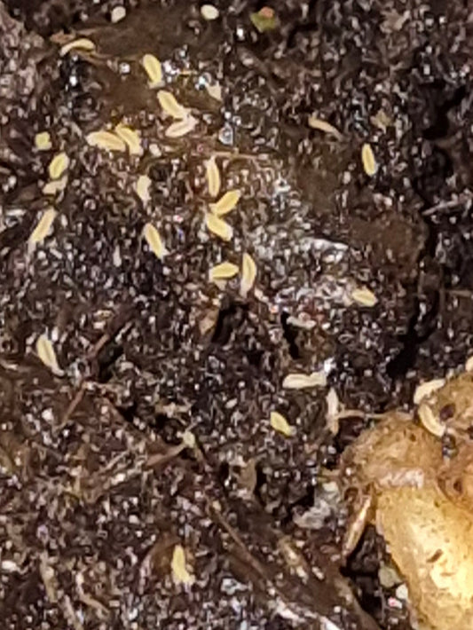 Ceratophysella isabellae (Yellow Albino Springtails) - The Bug Room