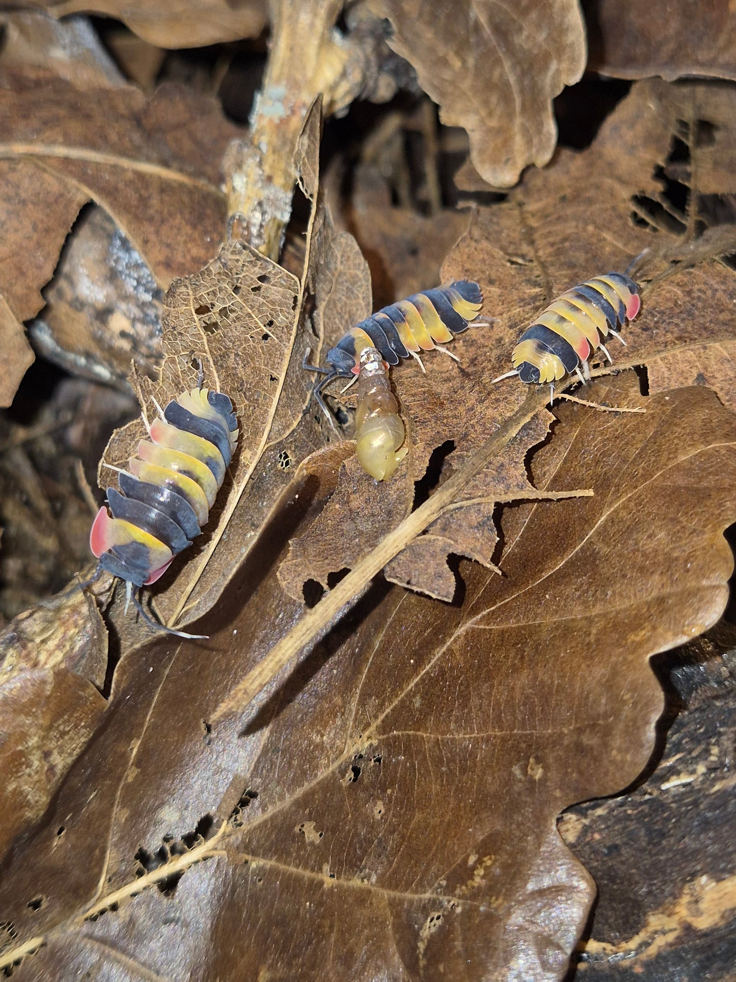 Merulanella sp. "Tricolour" Isopods - The Bug Room