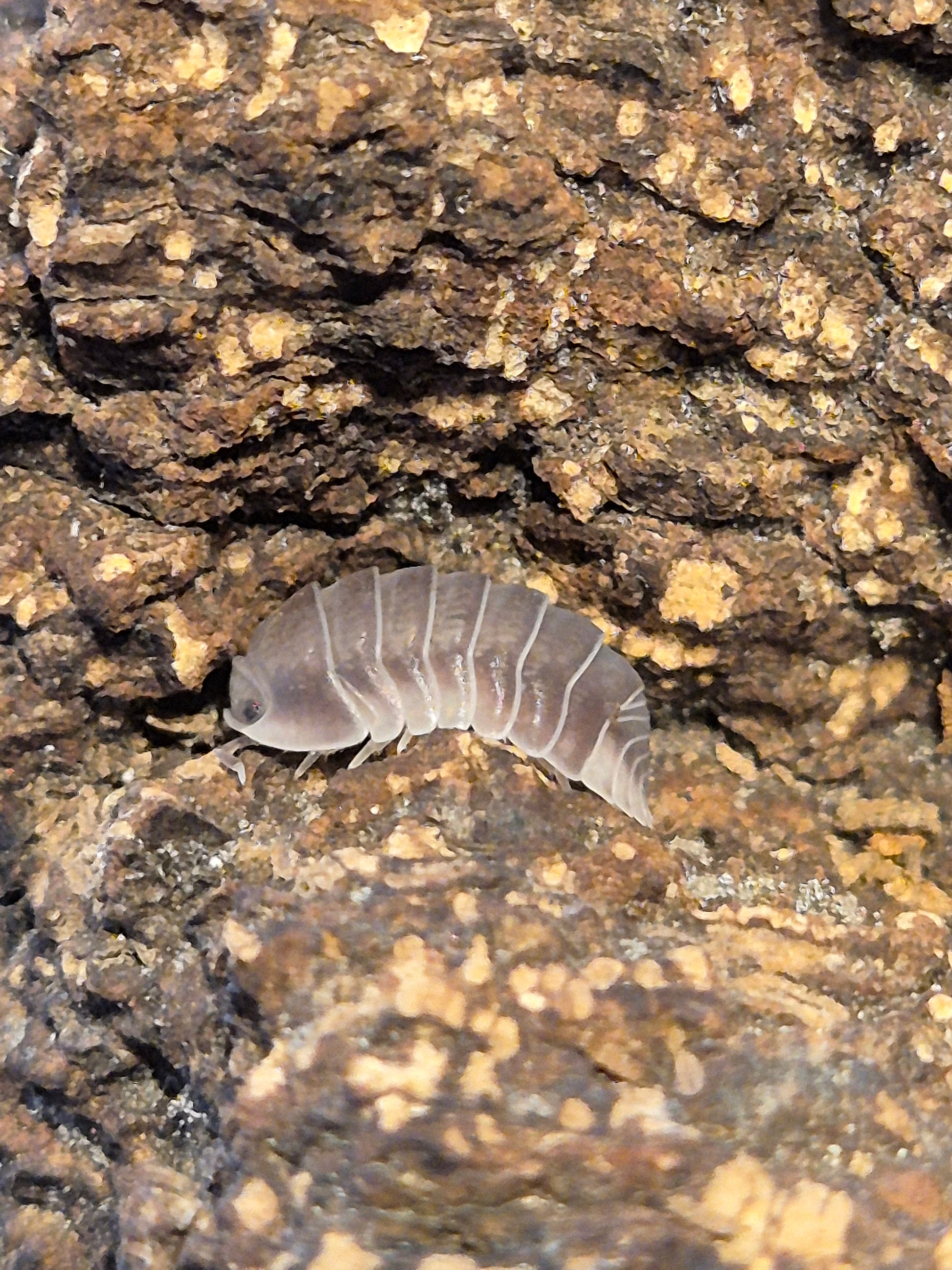 Cubaris sp "White Side / Penguin" Isopods - The Bug Room