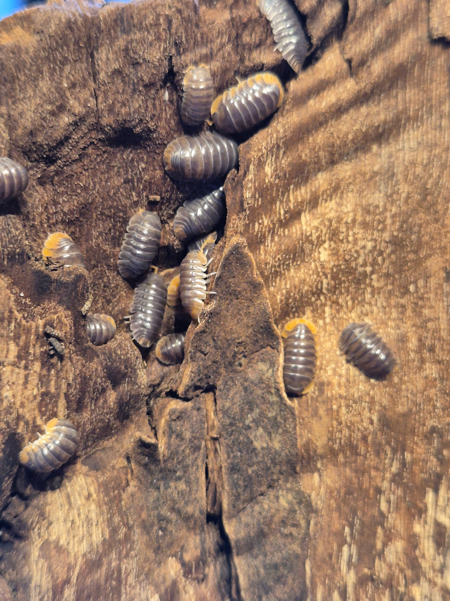 Cubaris Miyako Isopods - The Bug Room