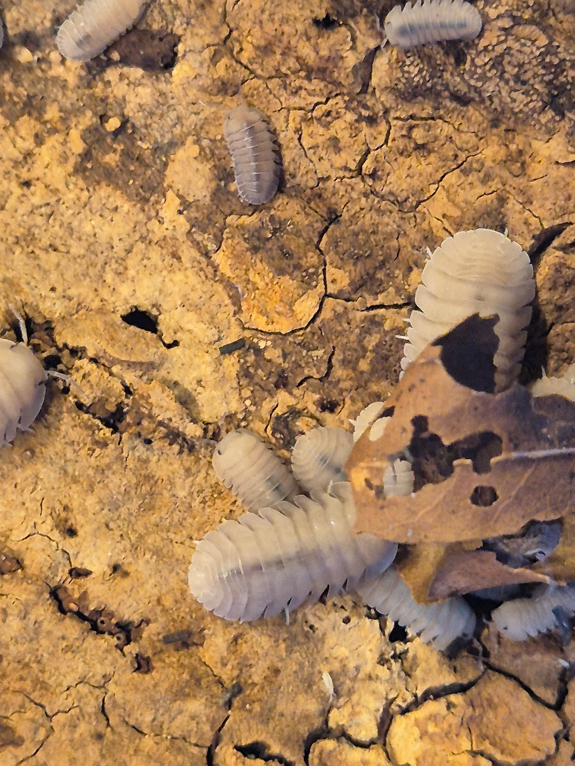 Cubaris sp "Thai Blue Angel" Isopods - The Bug Room