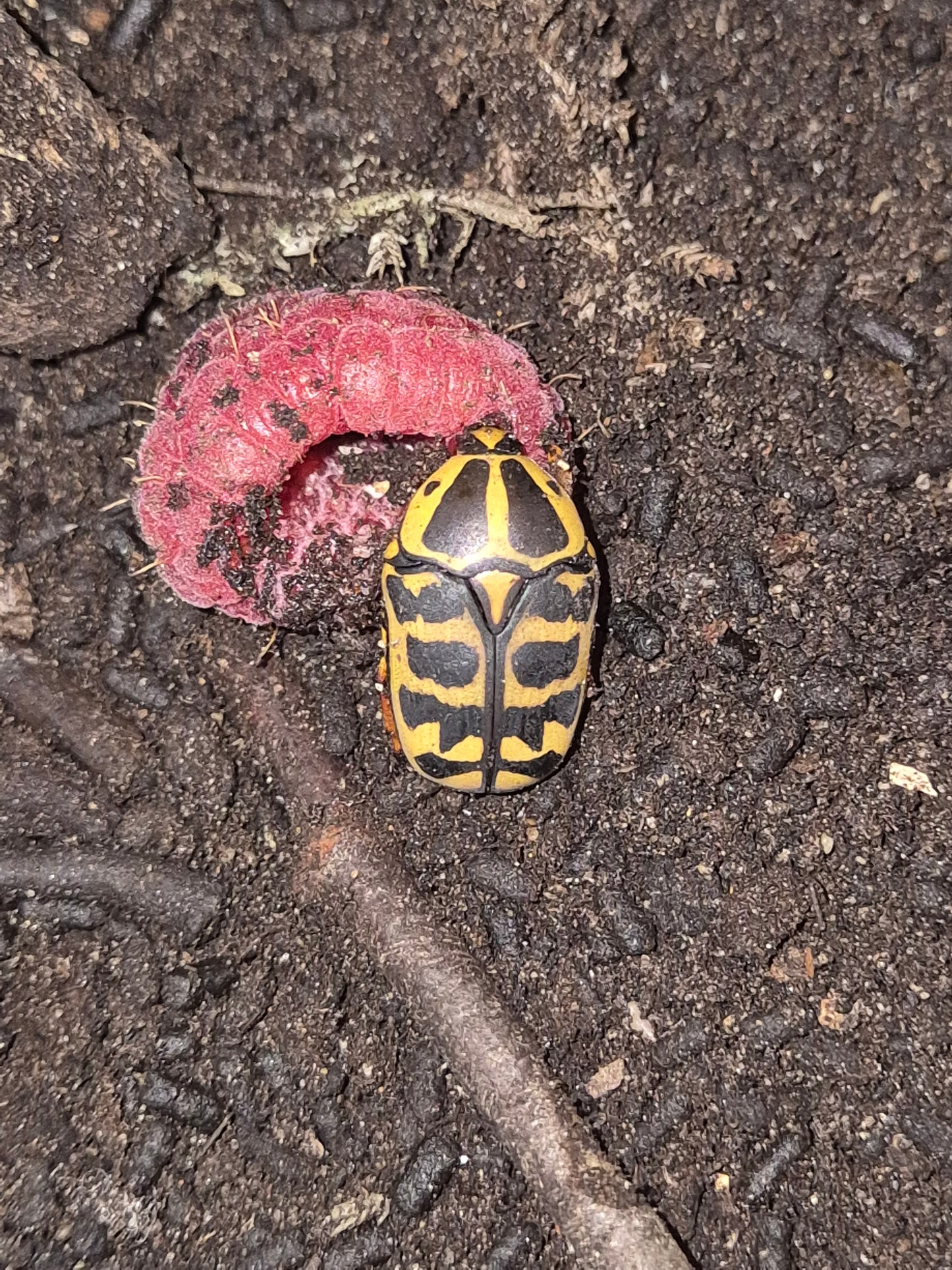 Pachnoda Cordata