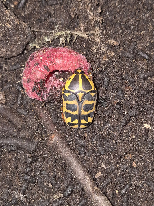 Pachnoda Cordata