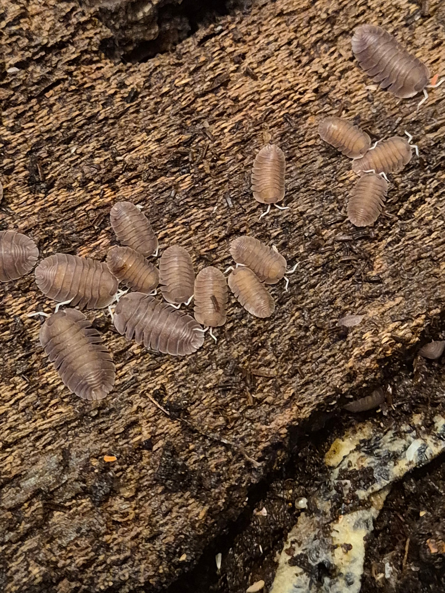Troglodillo sp. Soil isopods - The Bug Room