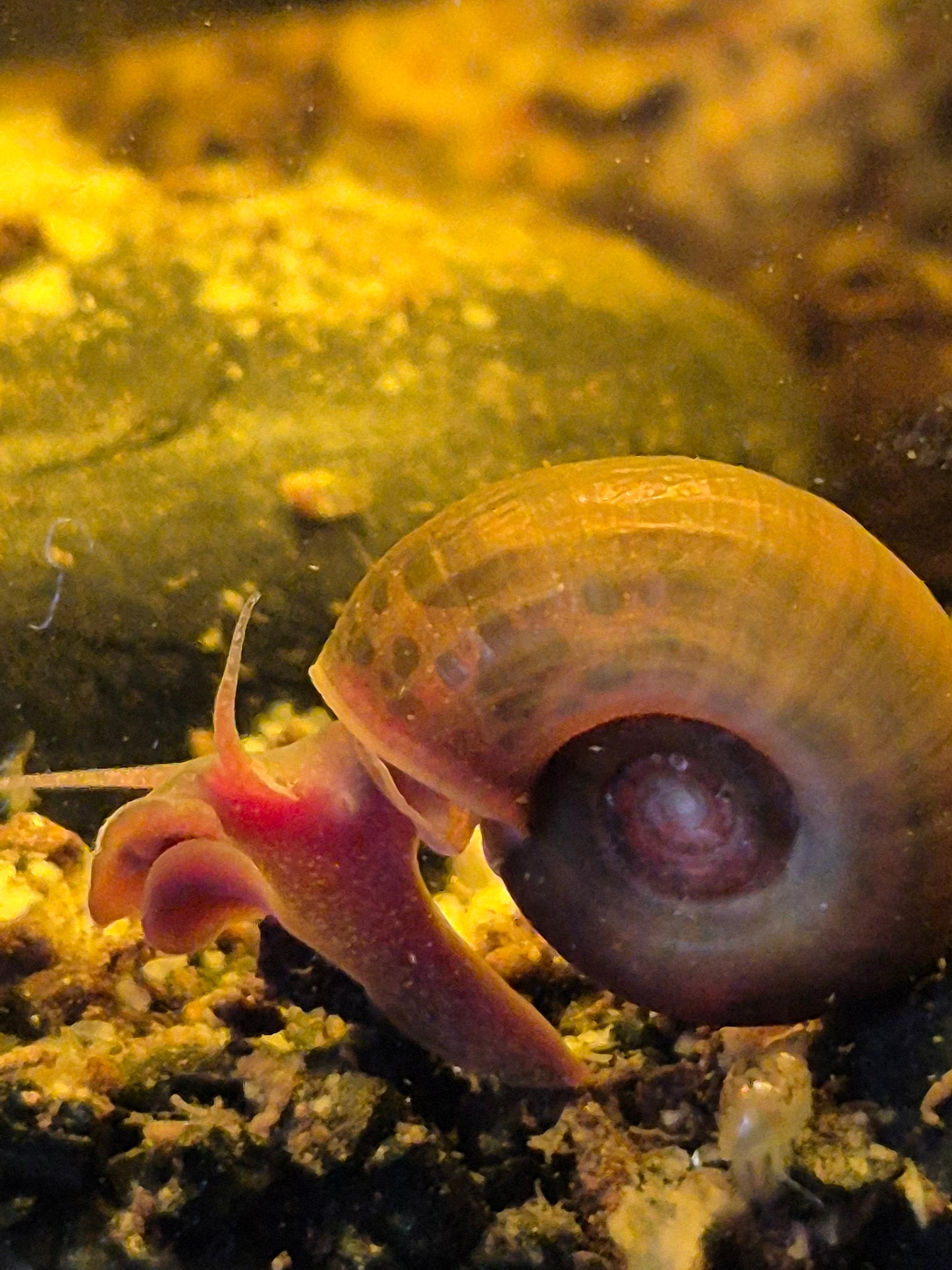 Ramshorn Snail (Planorbella duryi) - The Bug Room