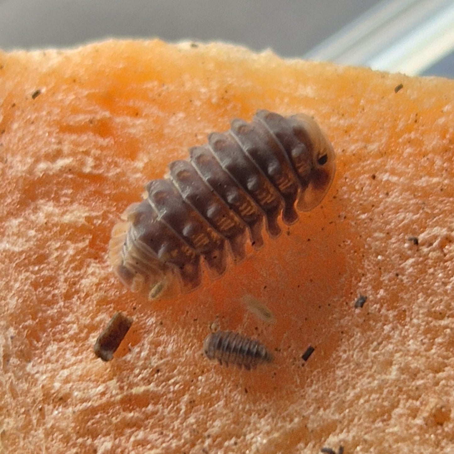 Isopoda sp. Shiny Gator