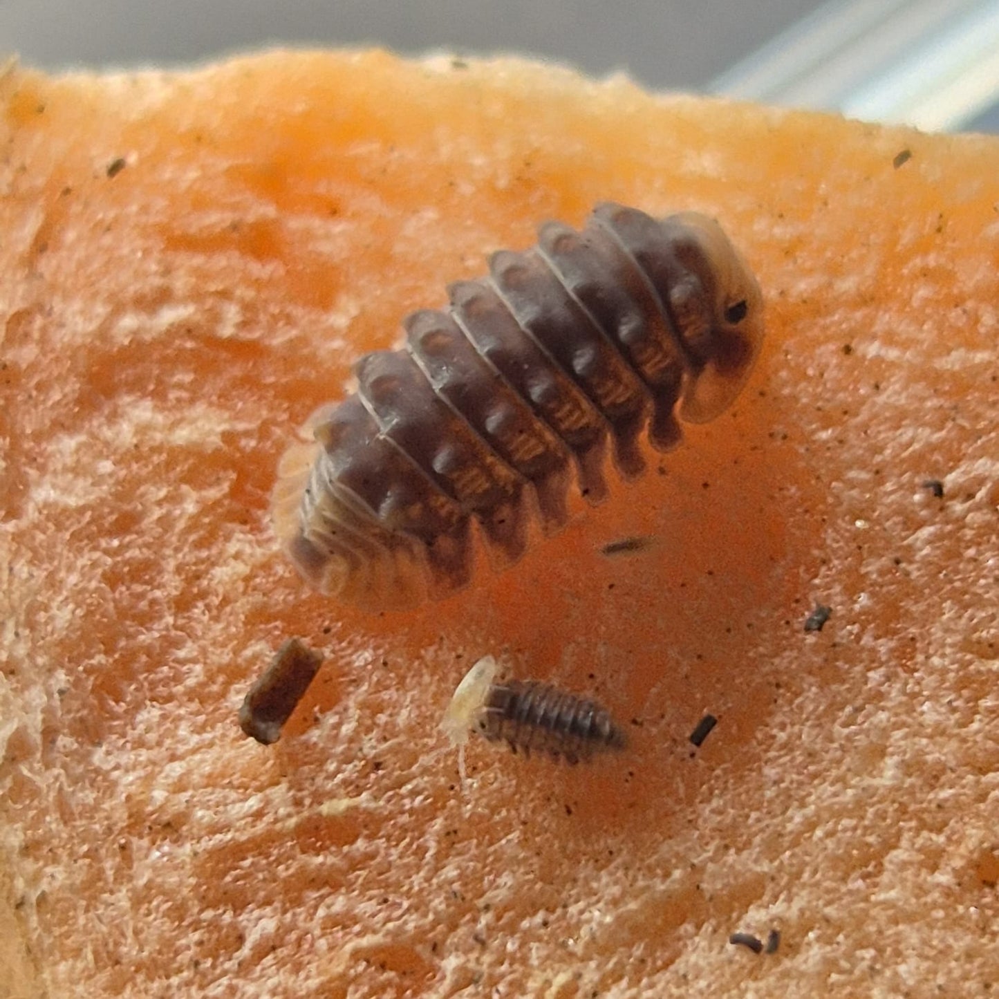 Isopoda sp. Shiny Gator