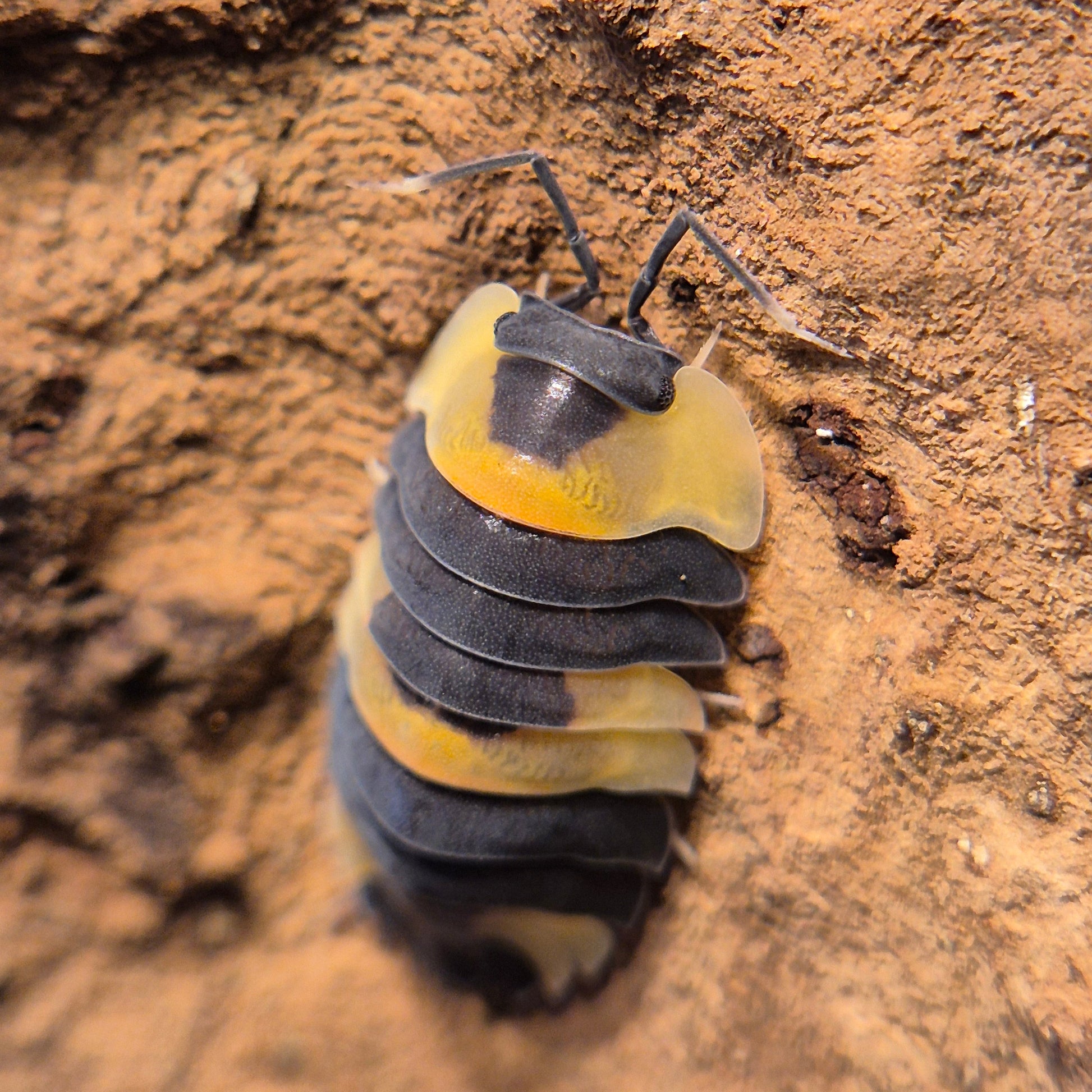 Ardentiella sp. Phoenix