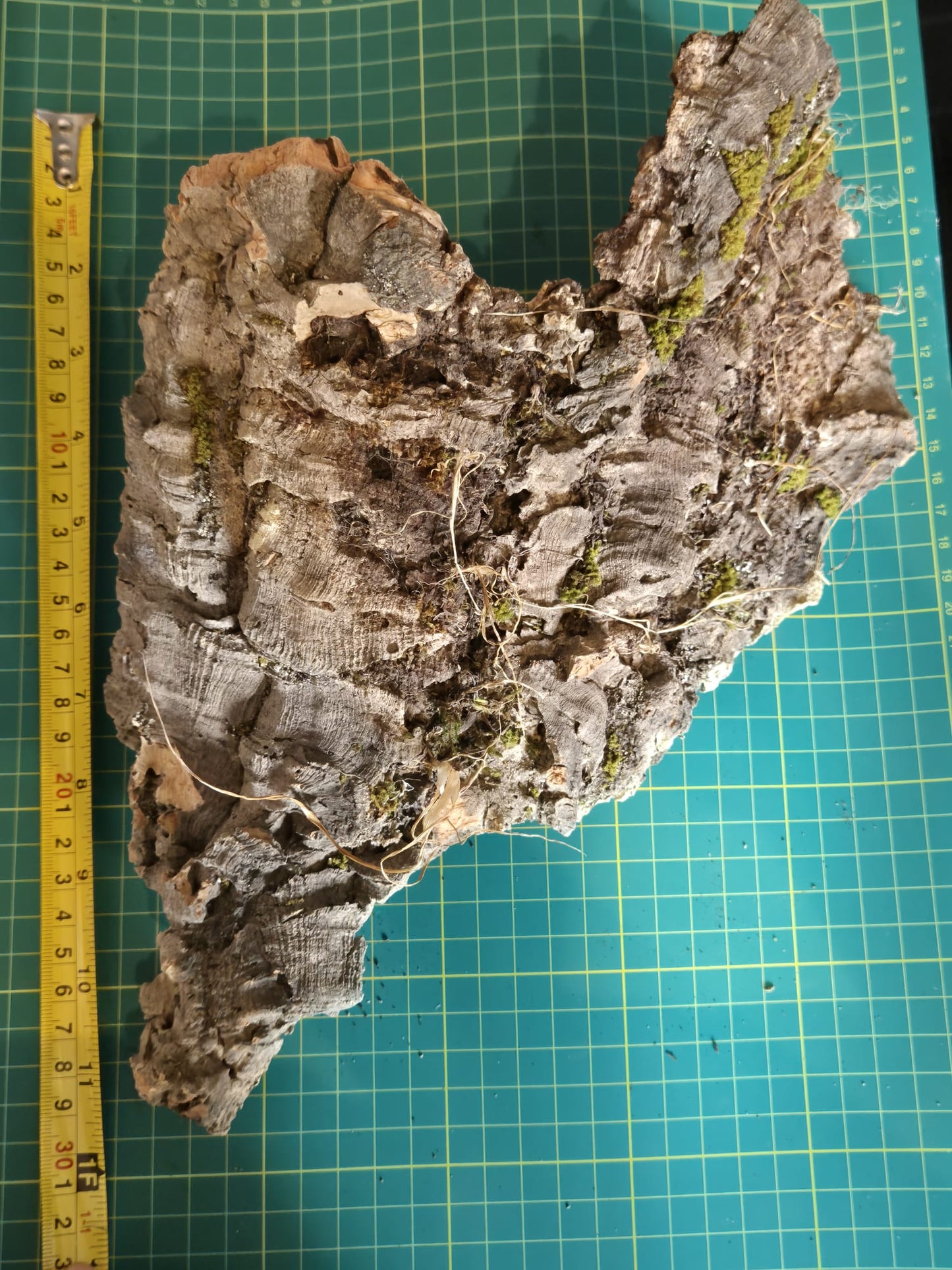 Cork Bark