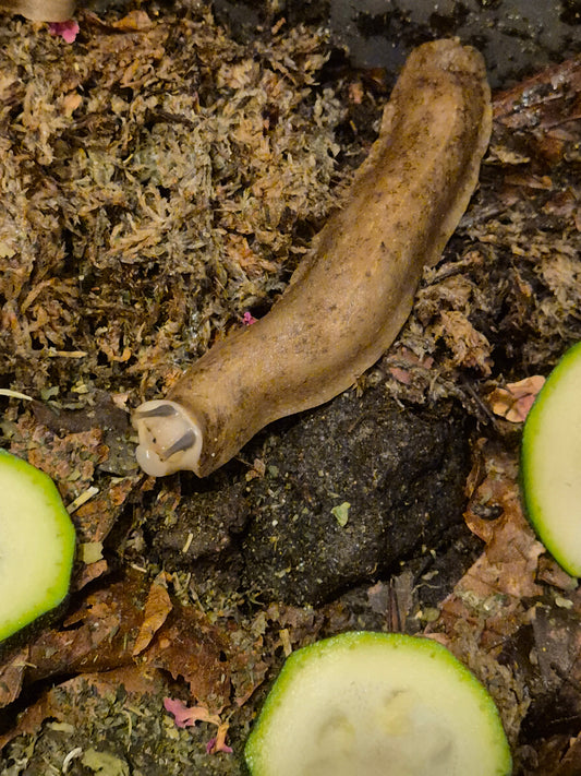 Veronicella Sloanii "Pancake Slug" Juvenile - The Bug Room