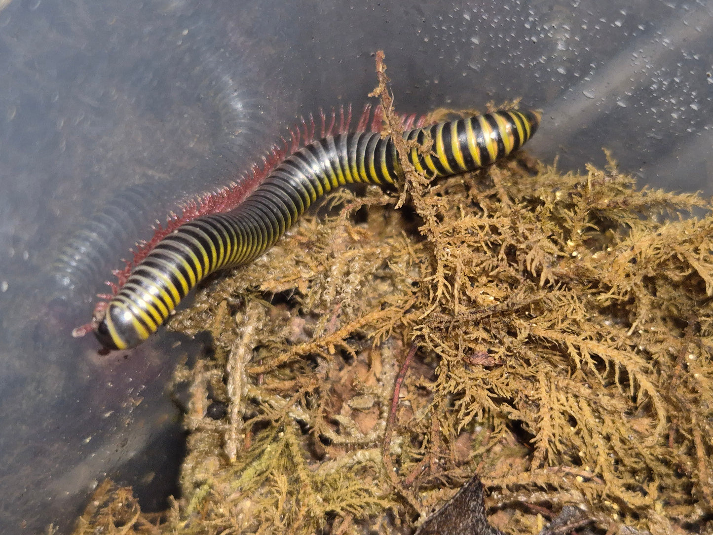 Anadenobolus monilicornis "Bumblebee" Millipedes