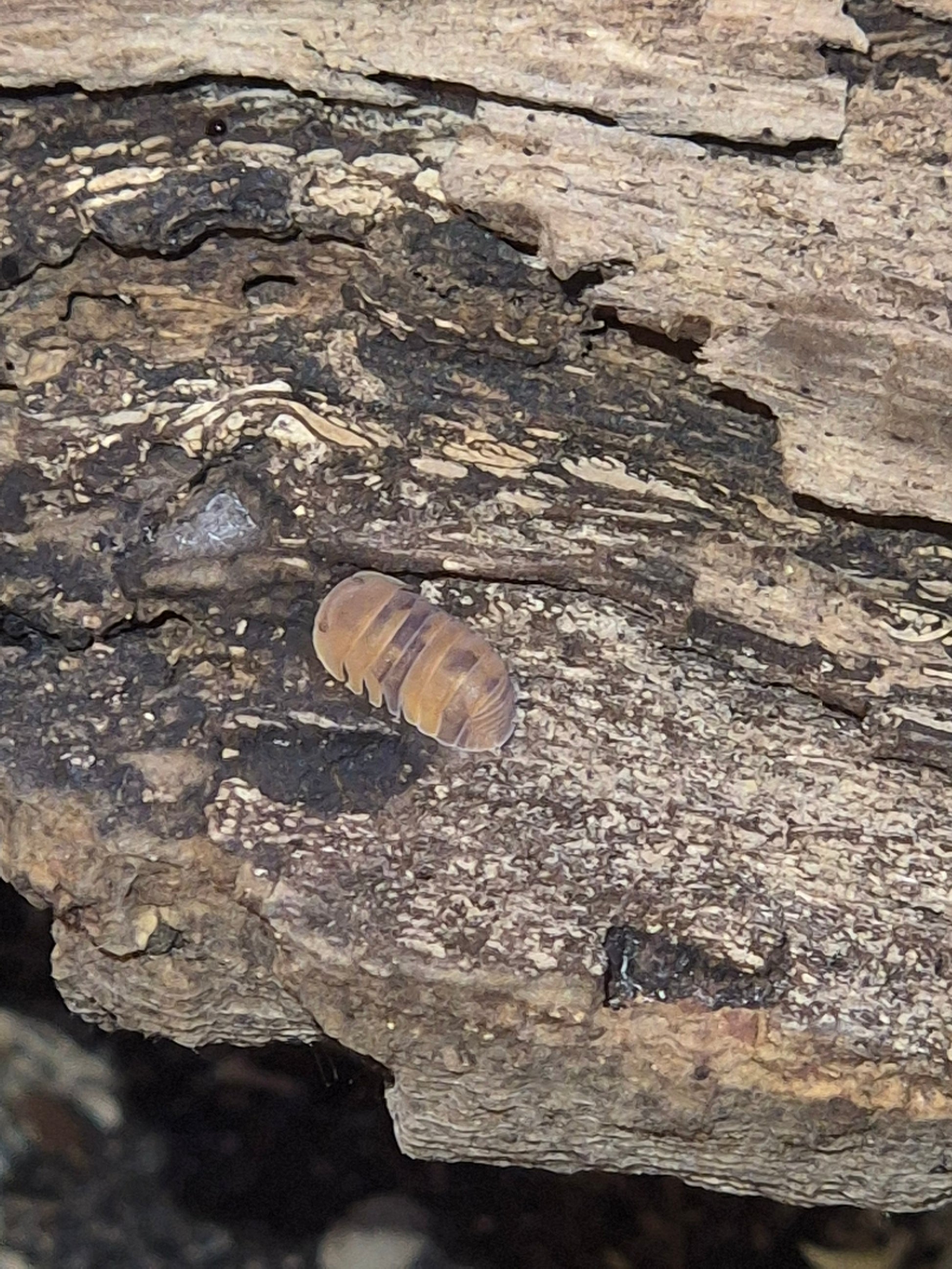 Cubaris Murina "Anenome" Isopods - The Bug Room