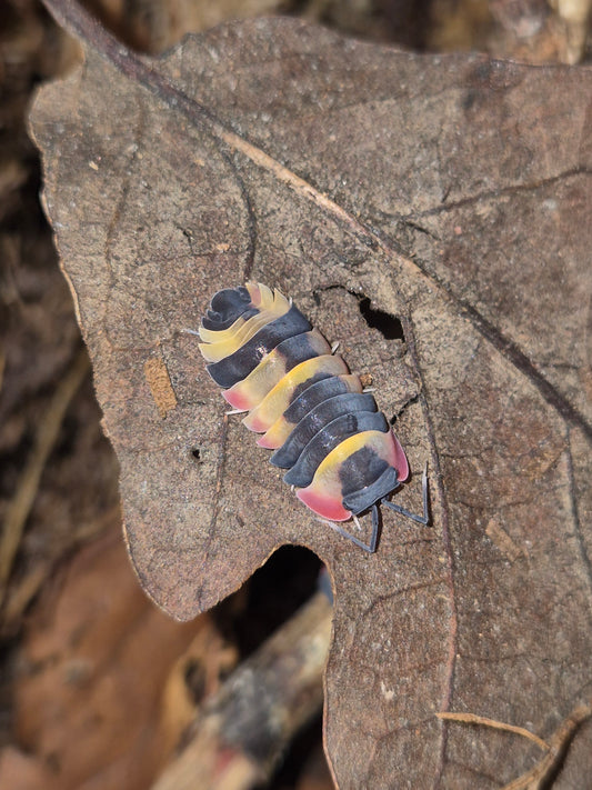 Merulanella sp. "Tricolour" Isopods - The Bug Room