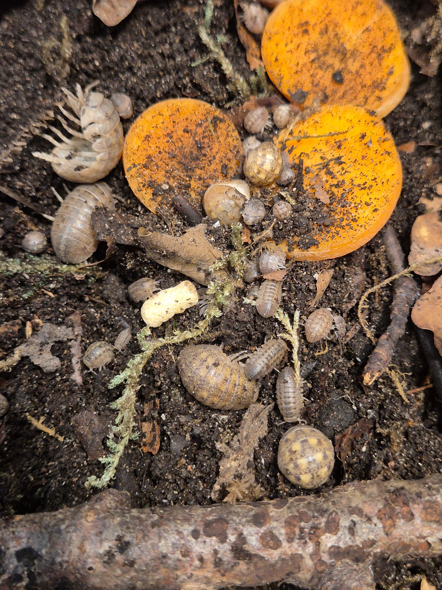 Helleria Brevicornis Isopods