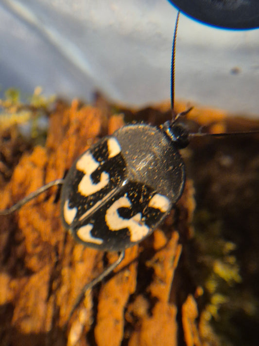 Therea olegrandjeani (Question Mark Cockroach)