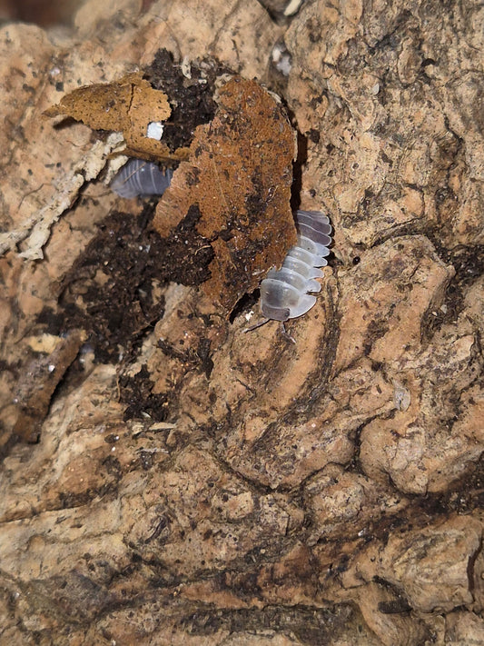 Cubaris sp "Tapir" - The Bug Room