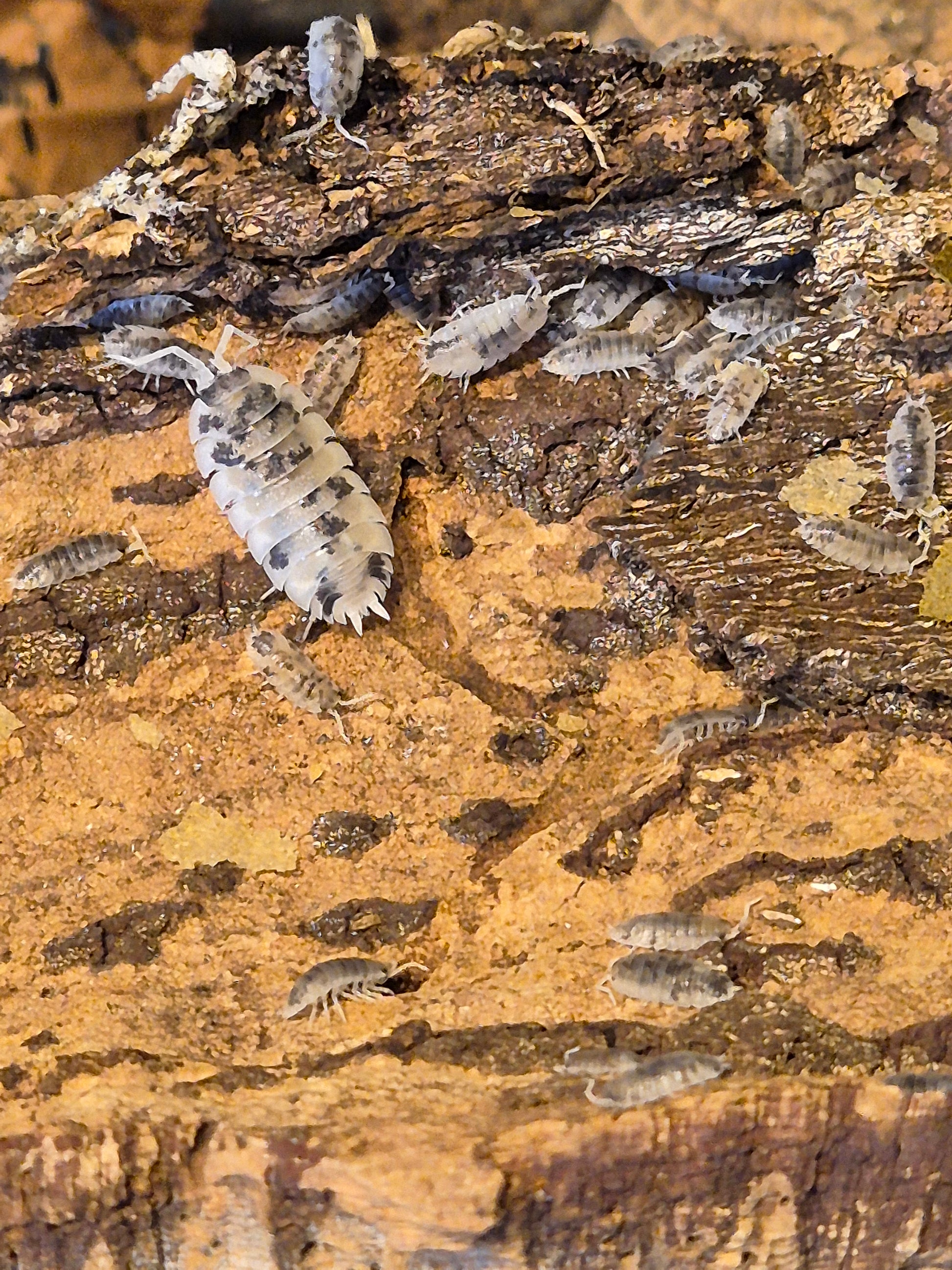 Porcellio Scaber "Moo Cow" Isopods - The Bug Room