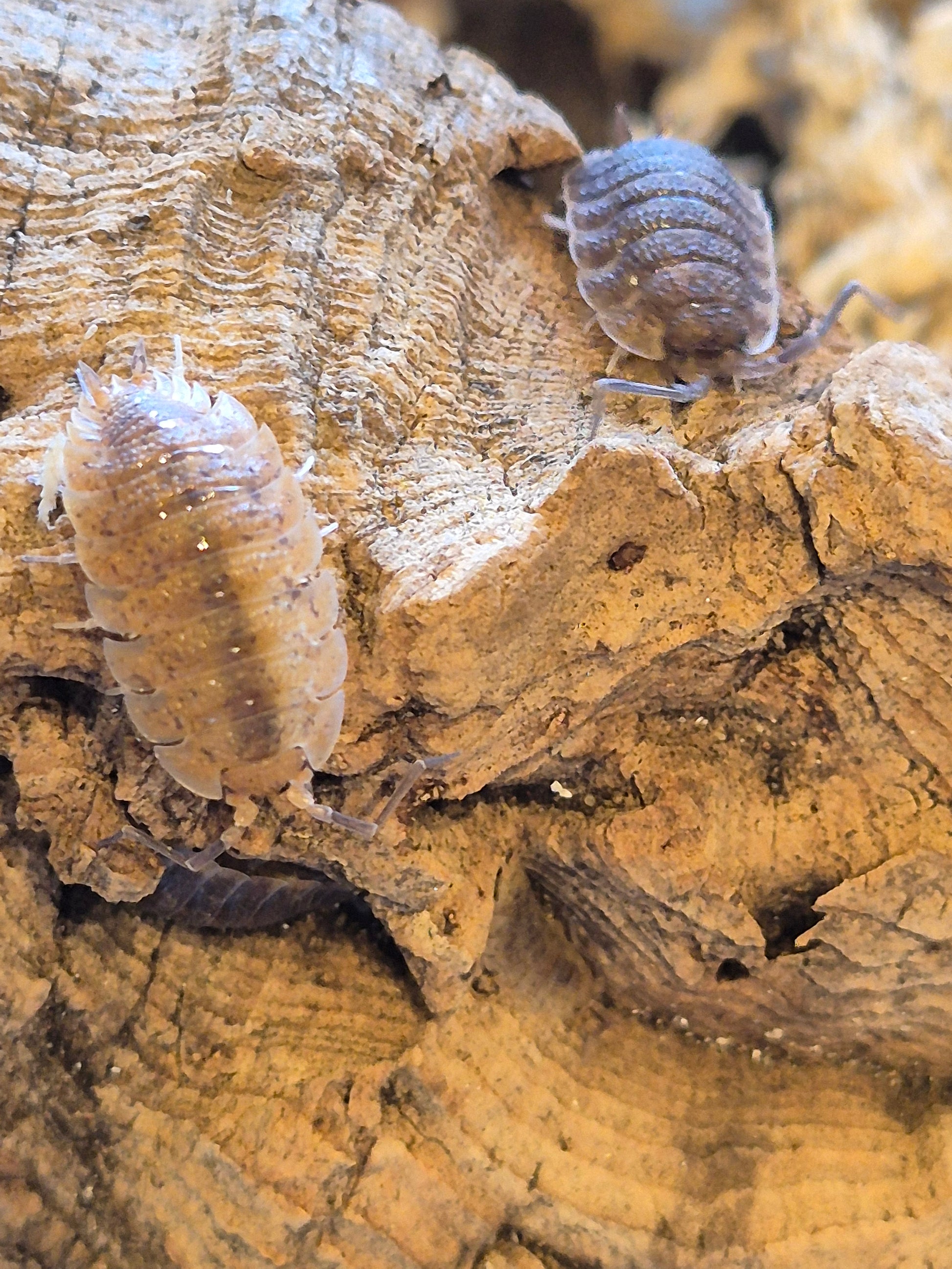 Porcellio Scaber "Arenaria" Isopods - The Bug Room